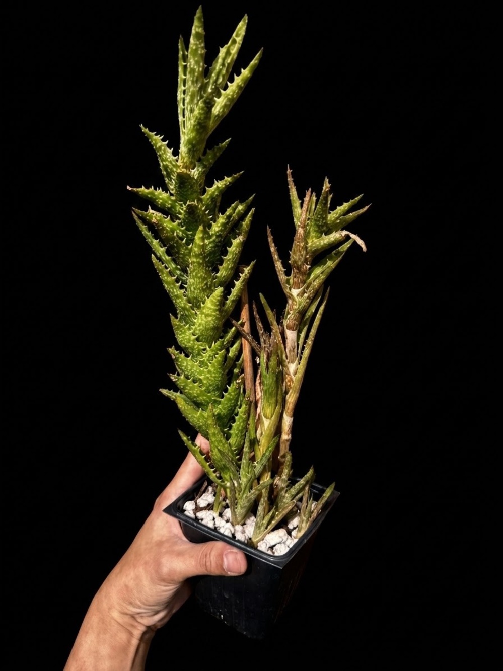Aloe Juvenna ‘Tiger Tooth’ with some branches